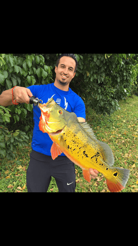Mosche Acqua Salata – Tarpon, Snook, Rospo – Gamakatsu Taglia 2/0, Prodotte Negli Stati Uniti