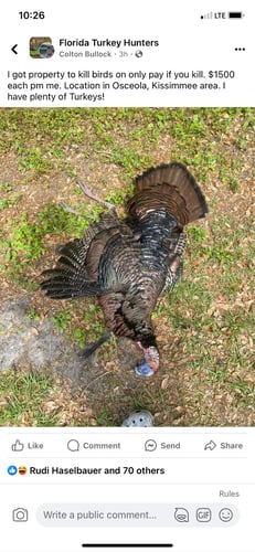Osceola Turkey Hunts In Poinciana