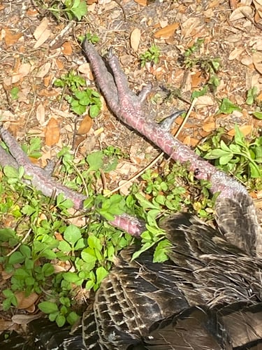 Osceola Turkey Hunts In Poinciana
