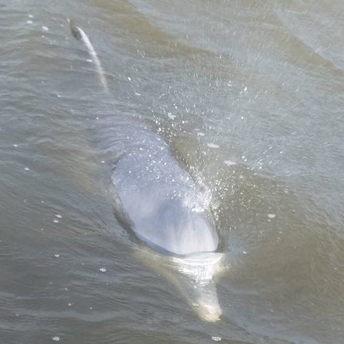 2 Hour Trip - Shrimping/Dolphin Tour In Elberta