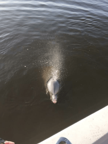 2 Hour Trip - Shrimping/Dolphin Tour In Elberta