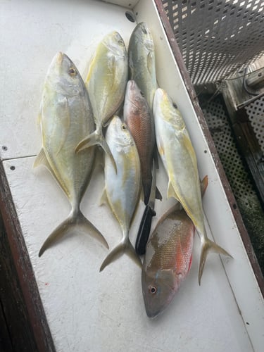 3/4 Day Inshore Trip In Key West