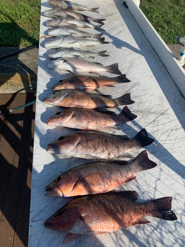 Patch Reef Fishing (Show Me The Snapper!) In Key Largo