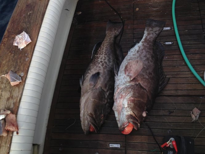 Destin Fishing Blitz In Destin