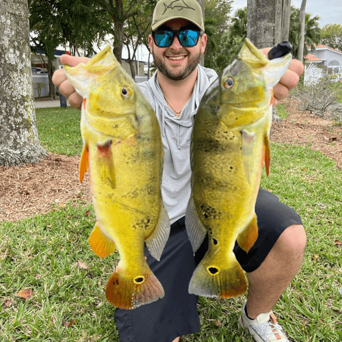 Peacock Bass Fishing In Kendall