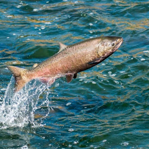 Salmon & Trout Fishing In Benton Harbor