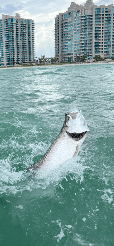 Reel Salty Sportfishing Tarpon Fishing In Clearwater