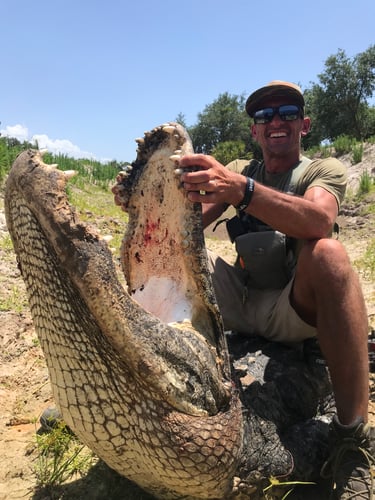 Florida Alligator Hunting In Zolfo Springs