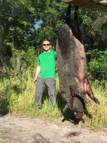 Florida Hog Hunting In Zolfo Springs