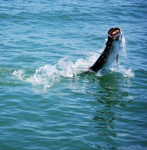 Texas Tarpon On Light Tackle In Texas City