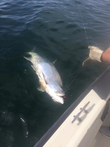 Texas Tarpon On Light Tackle In Texas City