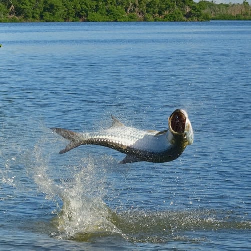 Tarpon And Snook Fly Fishing In Loiza