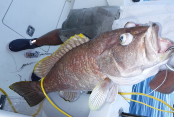 Overnight Offshore - 38' Luhrs in Freeport