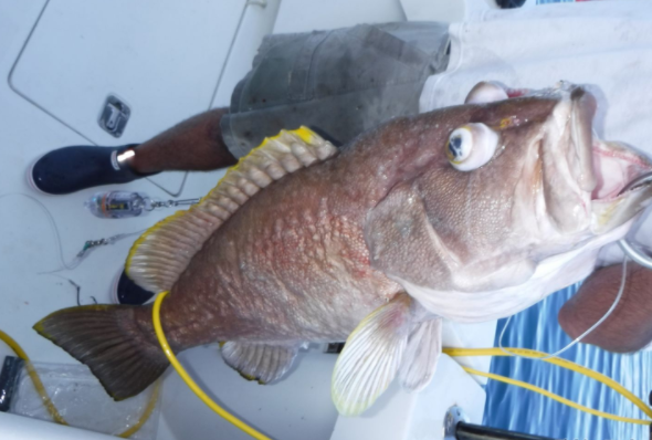 Overnight Offshore - 38' Luhrs In Freeport