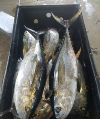 Overnight Offshore - 38' Luhrs in Freeport
