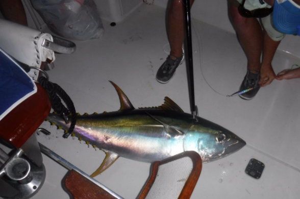 Overnight Offshore - 38' Luhrs in Freeport