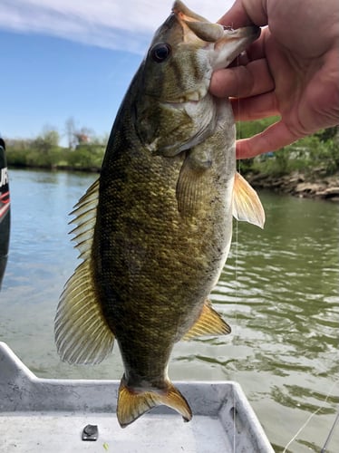 French Broad River Fishing in Sevierville