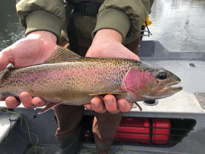 Trout Adventure on the Clinch in Andersonville