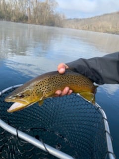 Trout Adventure on the Clinch in Andersonville