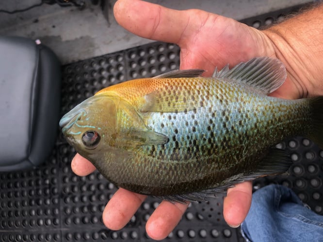 Trout Adventure on the Clinch in Andersonville