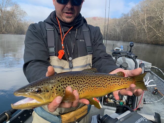 Trout Adventure on the Clinch in Andersonville