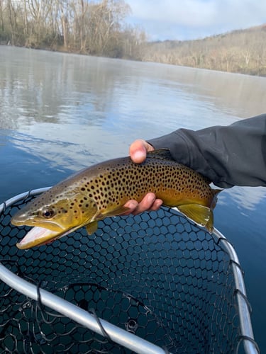 Trout Adventure on the Clinch in Andersonville