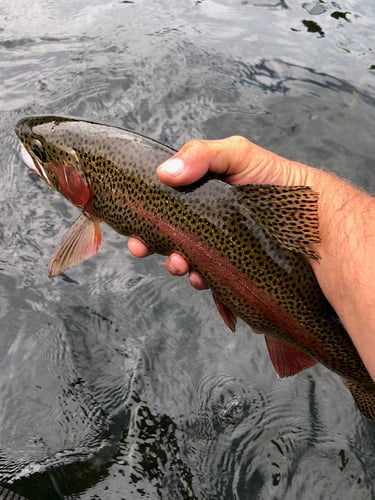 Trout Adventure on the Clinch in Andersonville