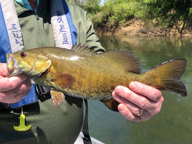 French Broad River Fishing in Sevierville