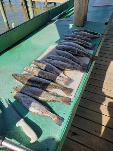 Upper Galveston Bay Trip In Baytown