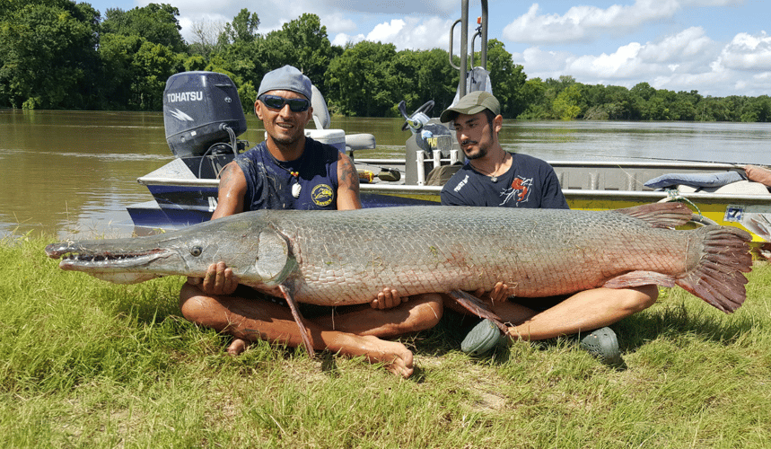 World Record Alligator Gar In Coldspring