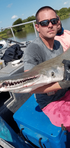 Trophy Alligator Gar Bowfishing In Houston