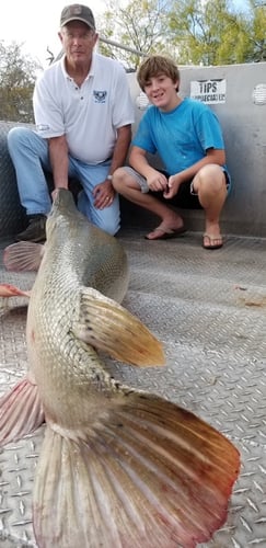 Trophy Alligator Gar Bowfishing In Houston