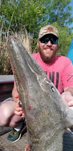 Trophy Alligator Gar Bowfishing In Houston