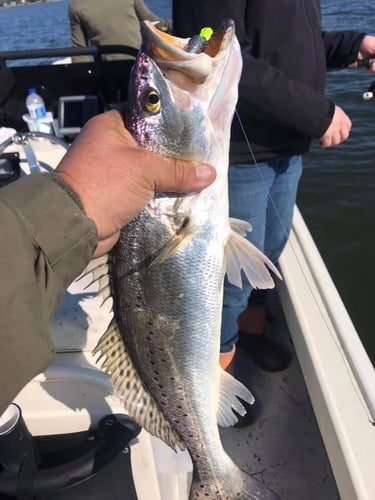 22' Whaler Inshore - Texas City in Texas City