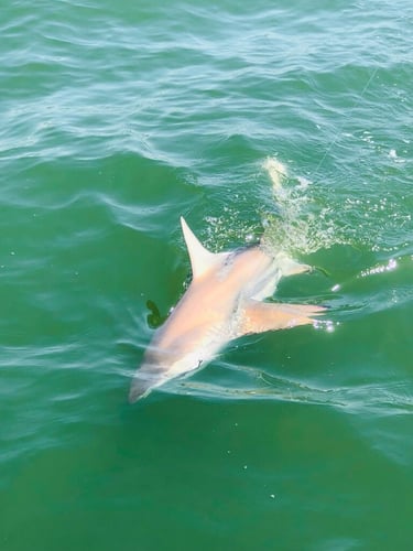 Beach Front Fishing In Galveston, Texas In Galveston