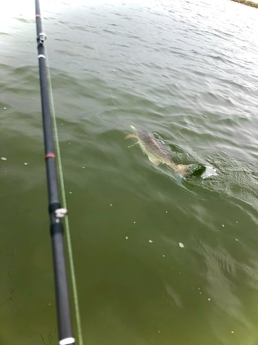 Beach Front Fishing In Galveston, Texas In Galveston