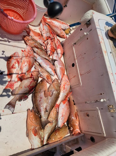 Clearwater Mixed Bag Trip In Clearwater