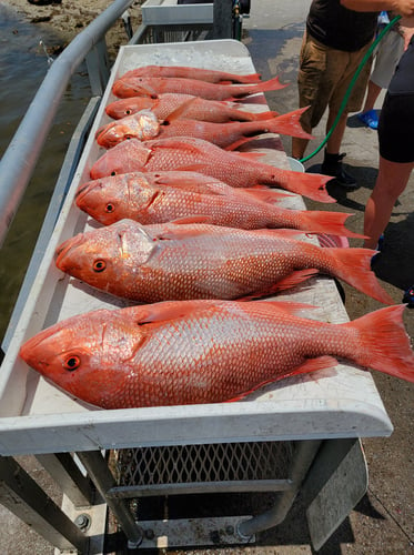 Clearwater Red Snapper Trip In Clearwater