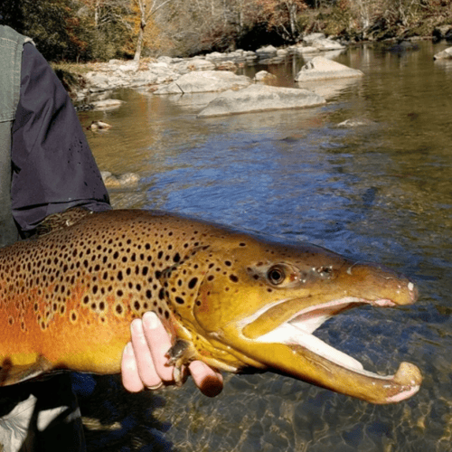 Float Trips, Full/Half Days in Leicester