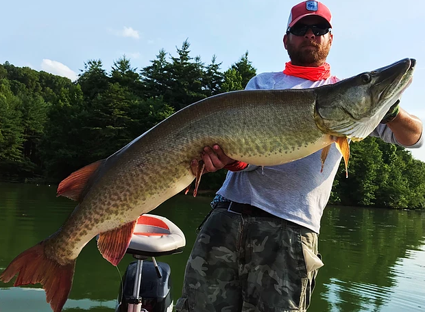 Tennessee Musky Fishing In Knoxville