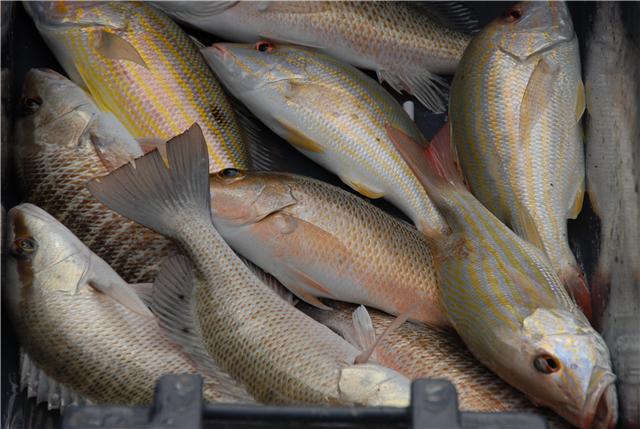 Key West "Flex" Sportfishing in Key West