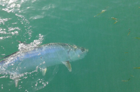 Key West "Flex" Sportfishing in Key West