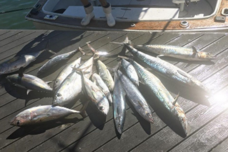 Key West Deep Sea Run - 40' Luhrs In Key West