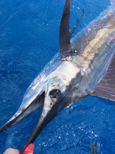 Key West Big Game Fishing in Key West