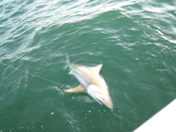 Shark Fishing Trip In Key West