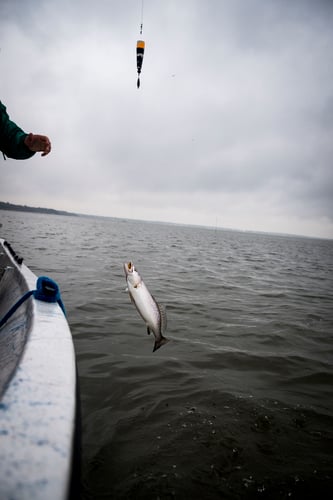 Galveston Trout and Redfish Roundup