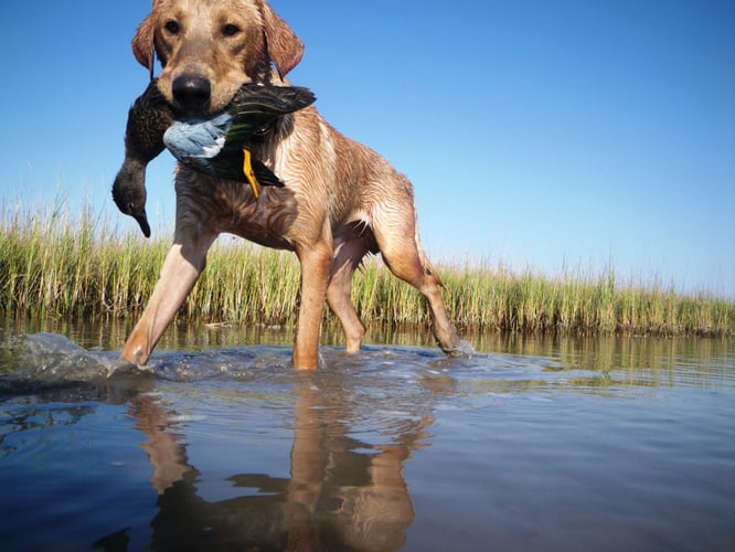 Gulf Coast Duck Hunt In Port O'Connor