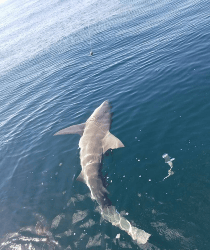 Sharks Baby! - 22’ Cape Horn