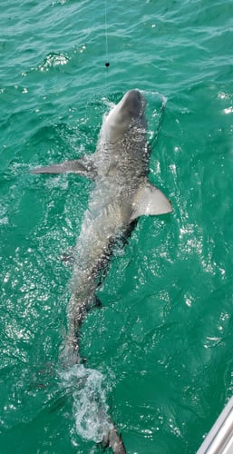 Sharks Baby! - 22’ Cape Horn