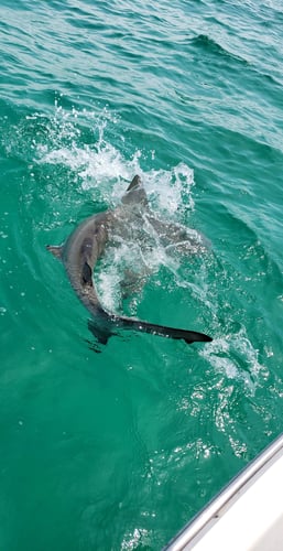 Sharks Baby! - 22’ Cape Horn In Fort Walton Beach